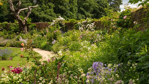 Bright colourful flowers in the herbaceous borders at Calke Abbey
